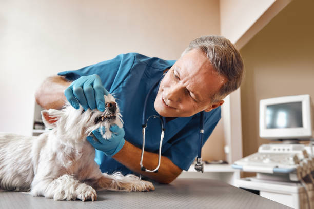 Best Mobile Emergency Dentist in Crooked River Ranch, OR